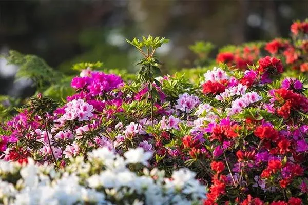 重慶南山放牛村杜鵑花的花期2022