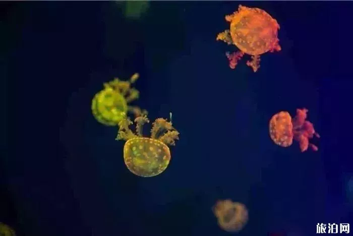 2019重慶幻太奇海洋館?
??月優惠活動+游樂項目
