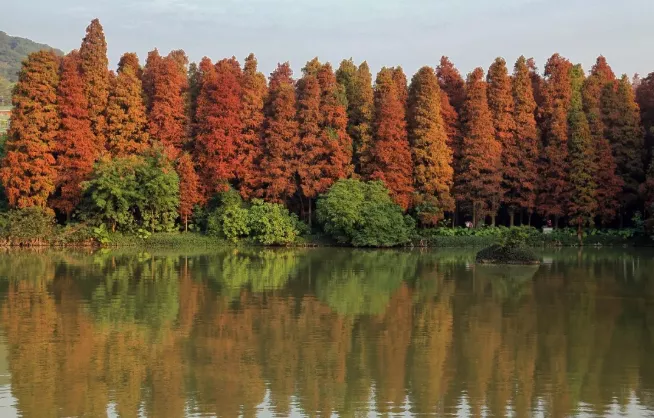 深圳12月有紅葉嗎 深圳哪里有楓葉景點