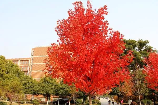 湖南農業大學楓葉什么時候紅 附交通指南