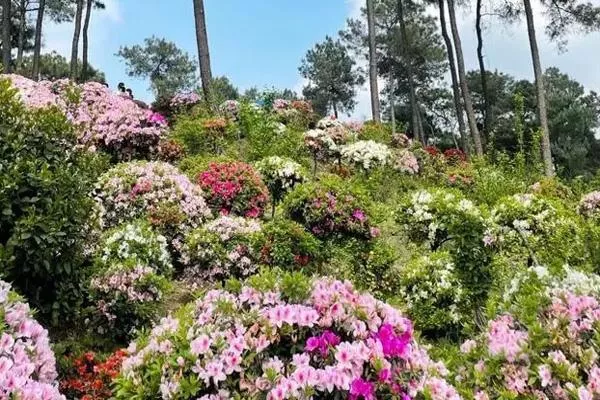 重慶南山放牛村杜鵑花的花期2022