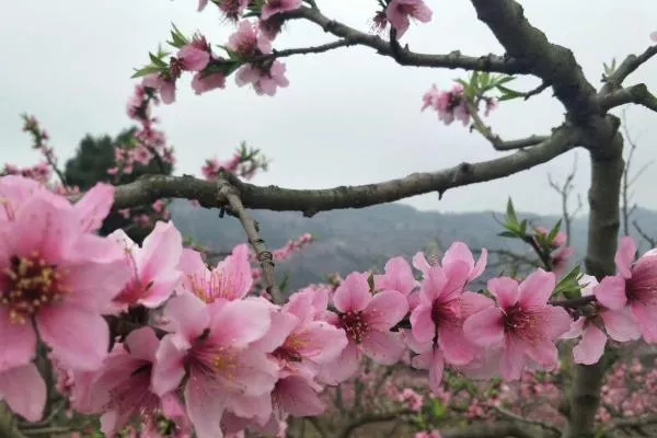 2022成都桃花故里桃花開了嗎 桃花故里賞花路線推薦