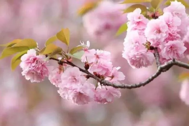 2022年3月成都公園城市花粉指數