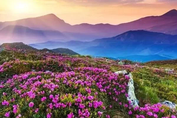 2022重慶看杜鵑花最美的地方