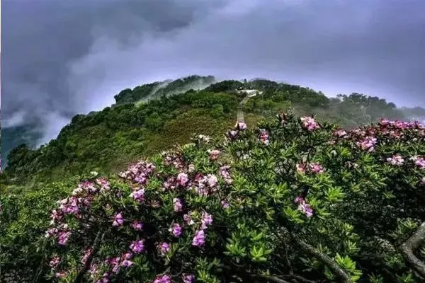 2022重慶看杜鵑花最美的地方
