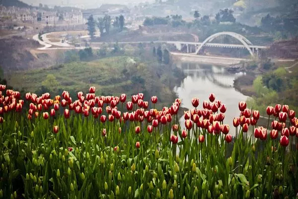 成都花舞人間在什么地方 具體地址及交通指南