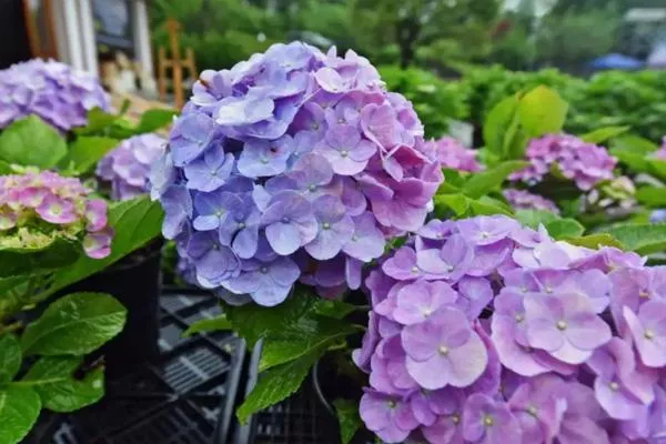 重慶繡球花海在哪里