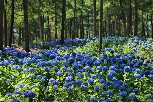 重慶繡球花海在哪里