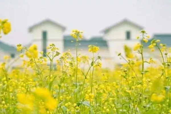 2022成都油菜花觀賞勝地推薦