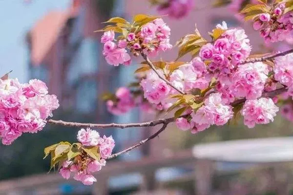 2022成都櫻花幾月份開花 成都櫻花花期有幾天