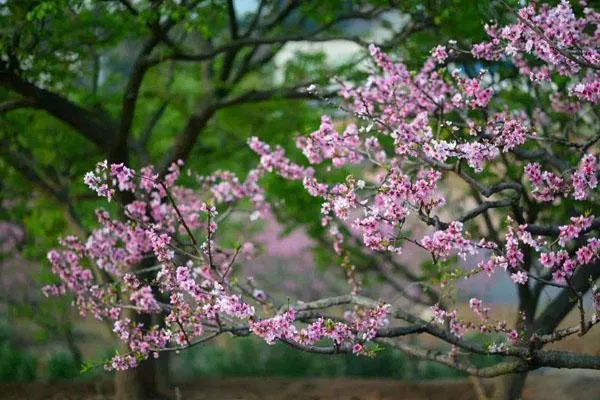 2022成都周邊看桃花的地方有哪些 熱門賞花景點