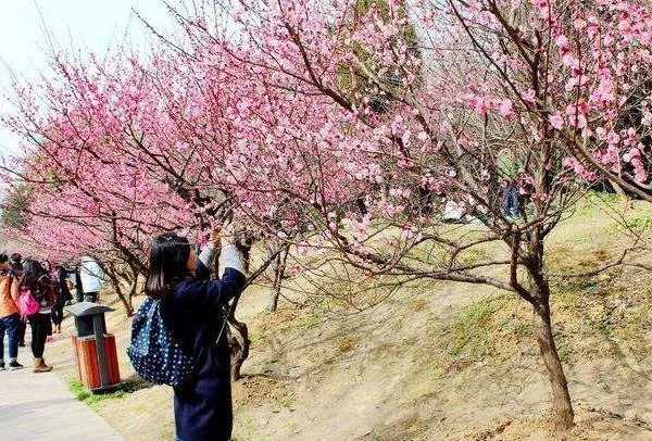 2022廣州梅花在哪里看 這些地方的梅花開了