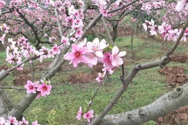 2022成都桃花故里桃花開了嗎 桃花故里賞花路線推薦