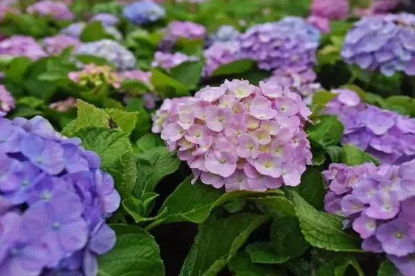 重慶繡球花海在哪里