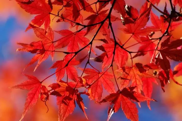 2021年重慶巫山紅葉節是什么時候