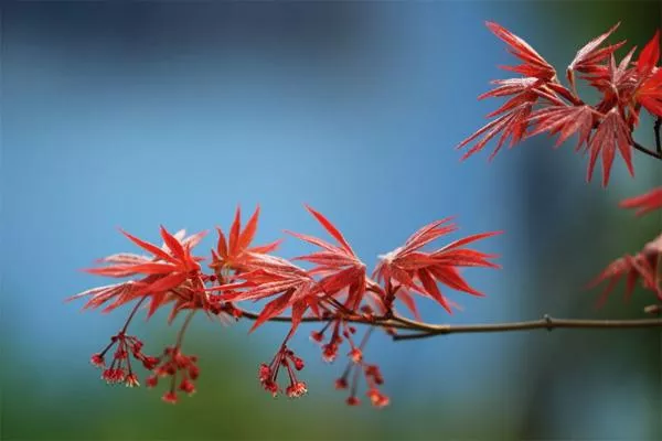 深圳12月有紅葉嗎 深圳哪里有楓葉景點