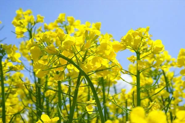 2022重慶豐都哪里可以看油菜花