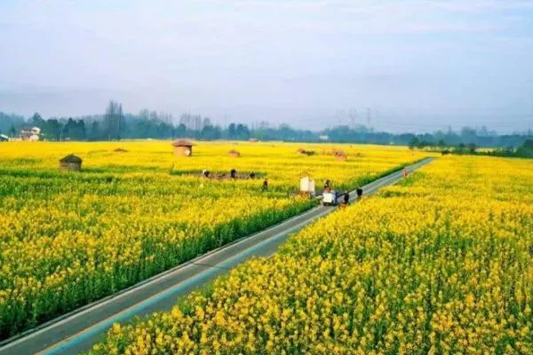 2022成都油菜花觀賞勝地推薦