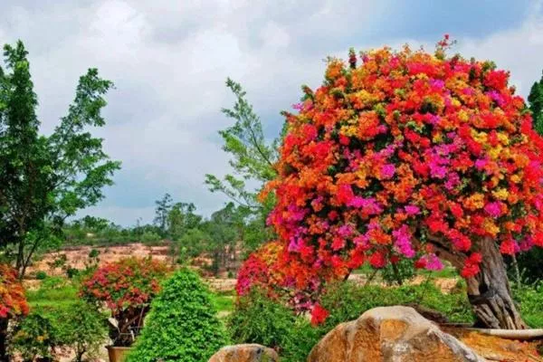 2022廣州馬嶺觀花植物園春節開放嗎
