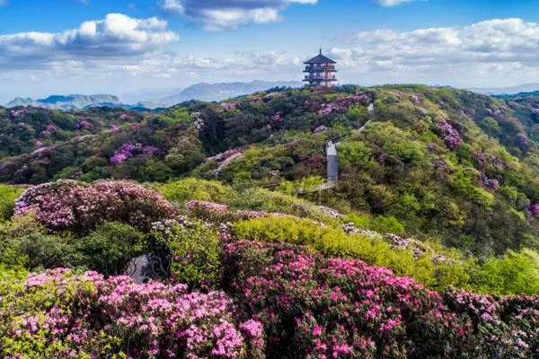 重慶看杜鵑花最美的地方 賞花攻略