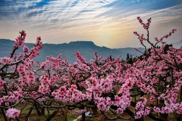 成都龍泉驛桃花什么時候開2022