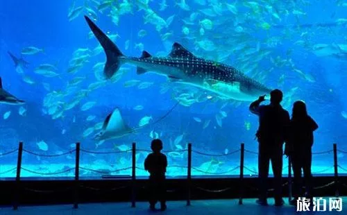 2018煙臺海昌鯨鯊海洋公園門票價格+年卡價格+優惠信息
