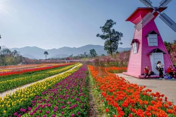 重慶牡丹櫻花世界在哪里 附賞花攻略