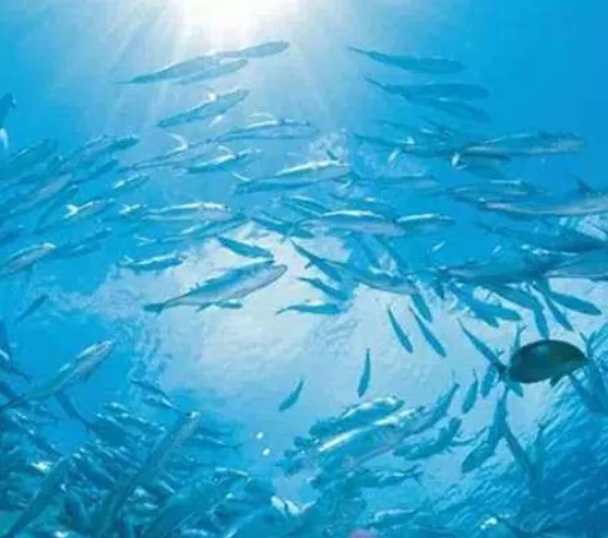 美食游之 海南最全的海鮮吃貨攻略,一年四季海南海鮮攻略，各種時令海貨的最佳食用時間攻略