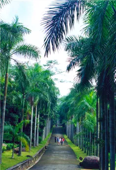 海南熱帶植物園