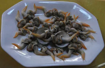 雞腿螺 雞腿螺