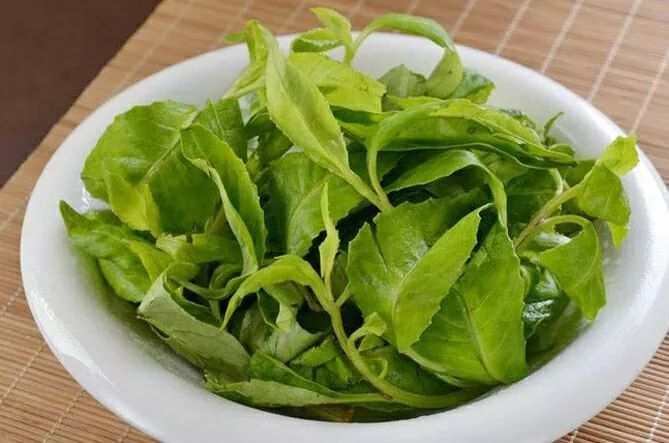 五指山野菜海南鹿舌菜