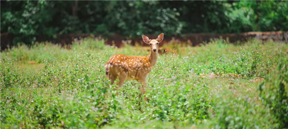 東山-野生動物園 (50)_副本.jpg